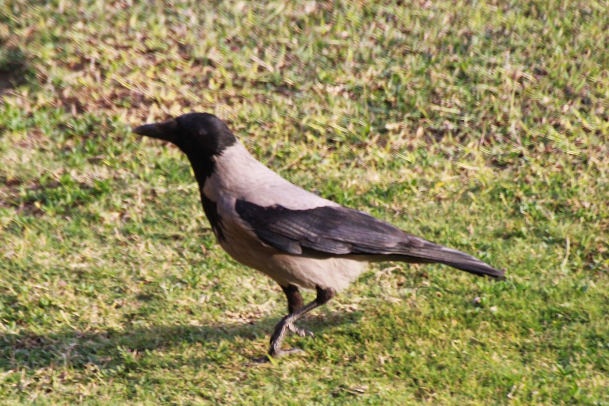 Hooded Crow - ML615434569