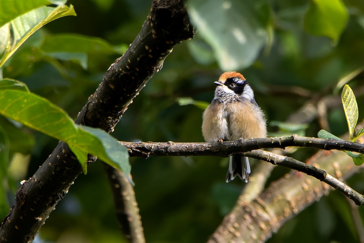 Black-throated Tit - ML615434571