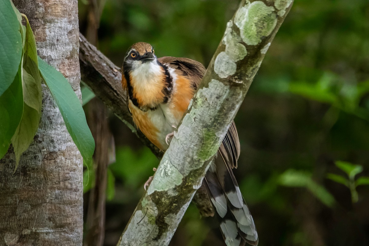 Lesser Necklaced Laughingthrush - ML615434581