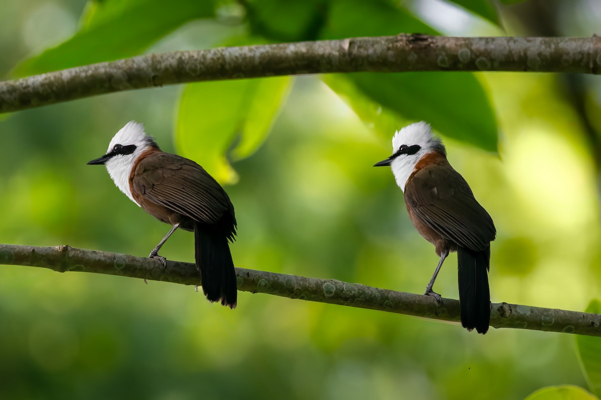 White-crested Laughingthrush - ML615434584