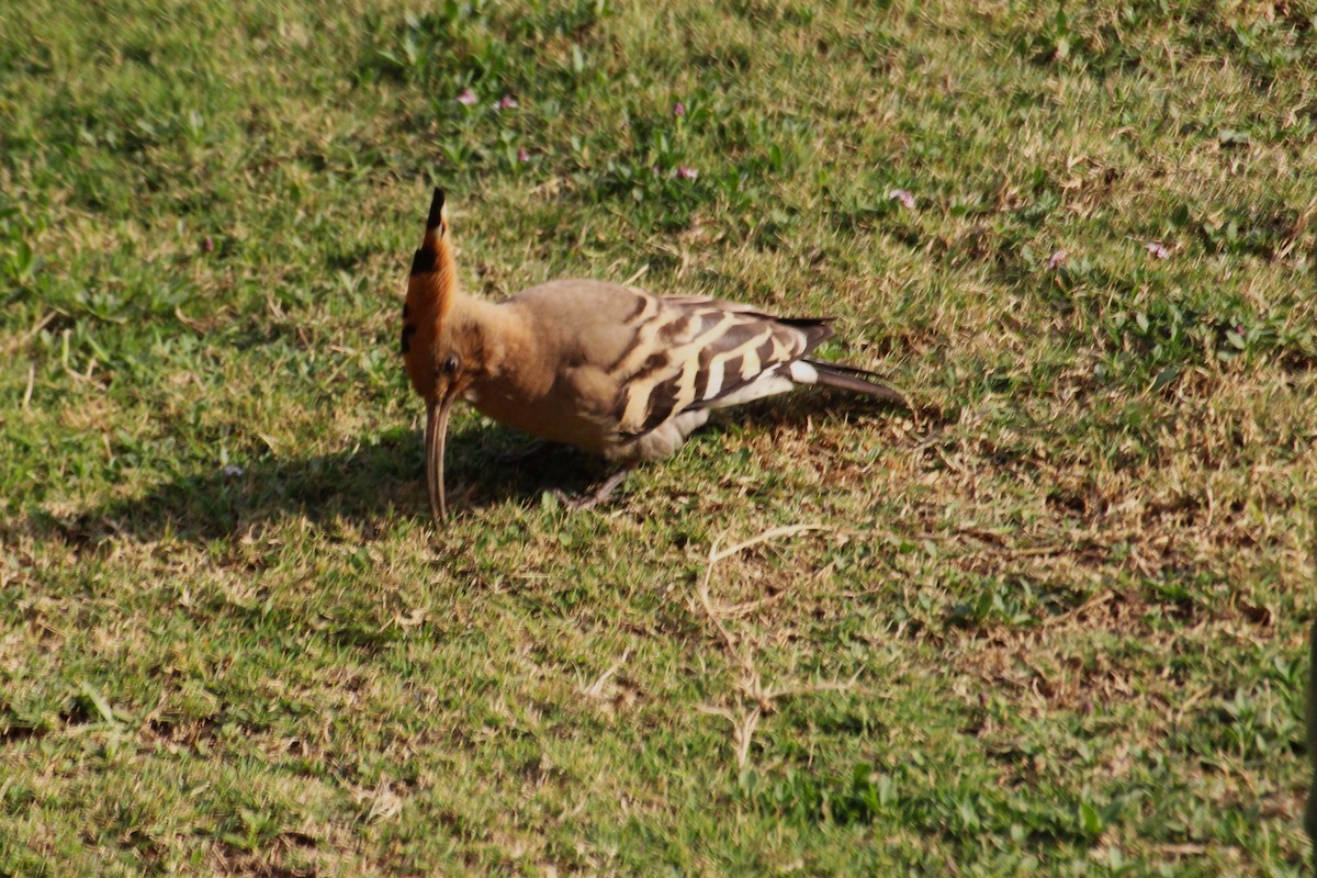 Eurasian Hoopoe - Janet Washbon