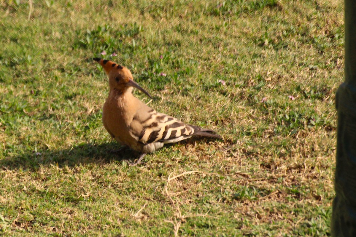 Eurasian Hoopoe - ML615434590