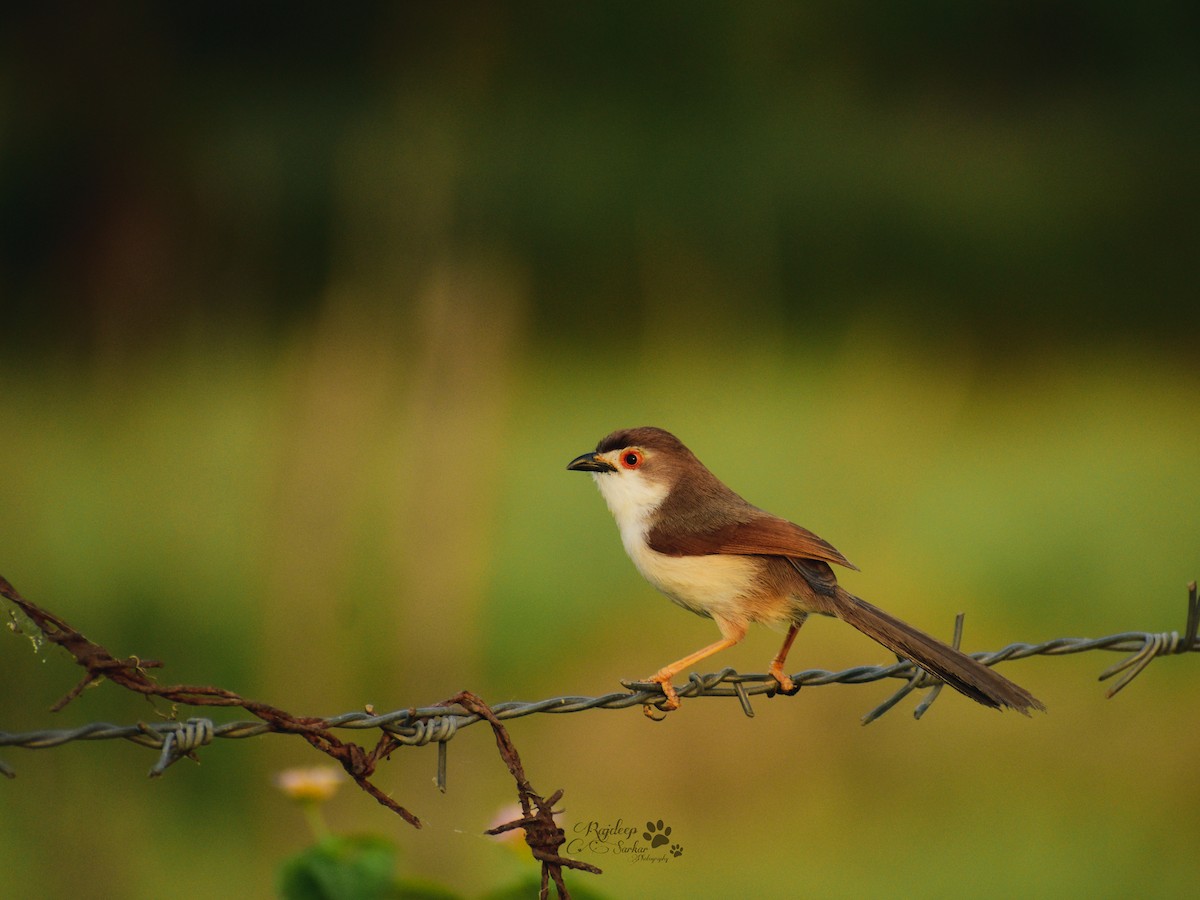 Yellow-eyed Babbler - ML615434597