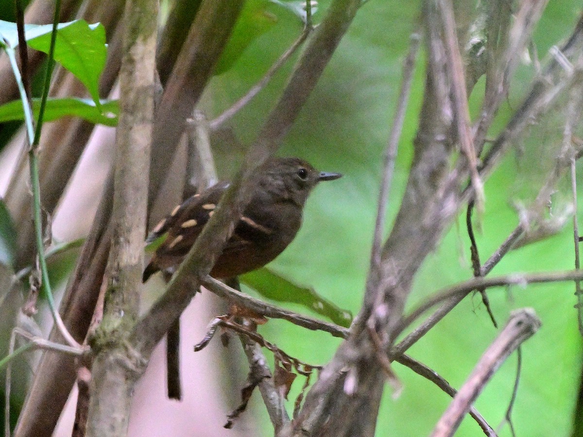 Rufous-bellied Antwren - ML615434605