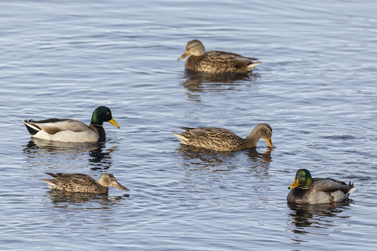 Northern Shoveler - ML615434618