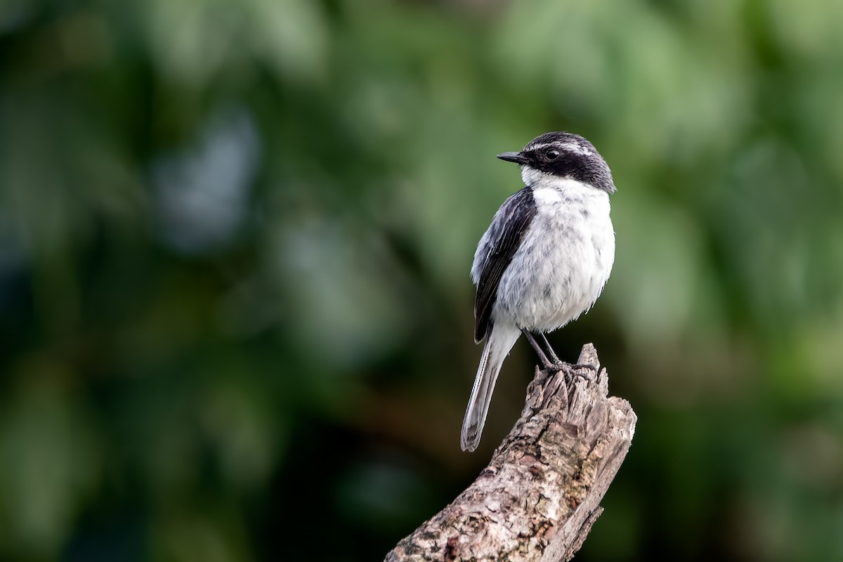 Gray Bushchat - ML615434629