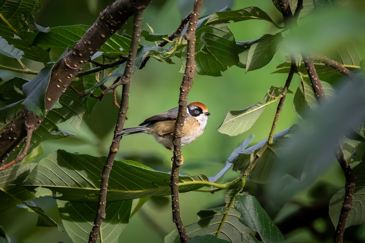 Black-throated Tit - ML615434636