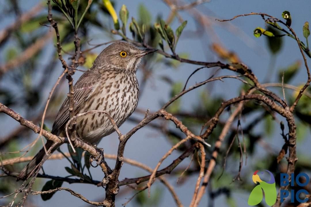 Sage Thrasher - Luis  Cadena