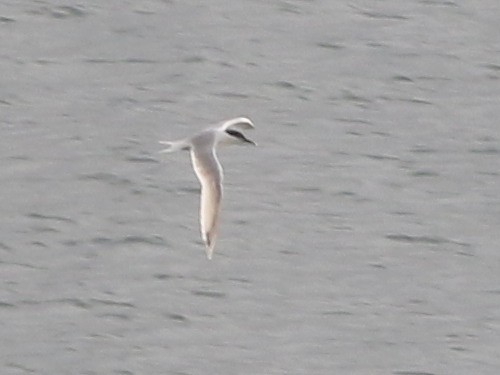 Sandwich Tern (Eurasian) - ML615434664