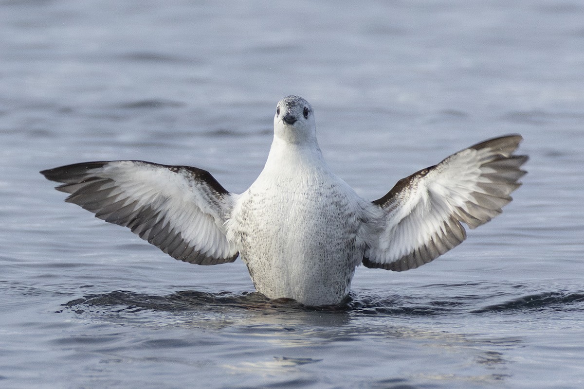 Black Guillemot (mandtii) - ML615434680