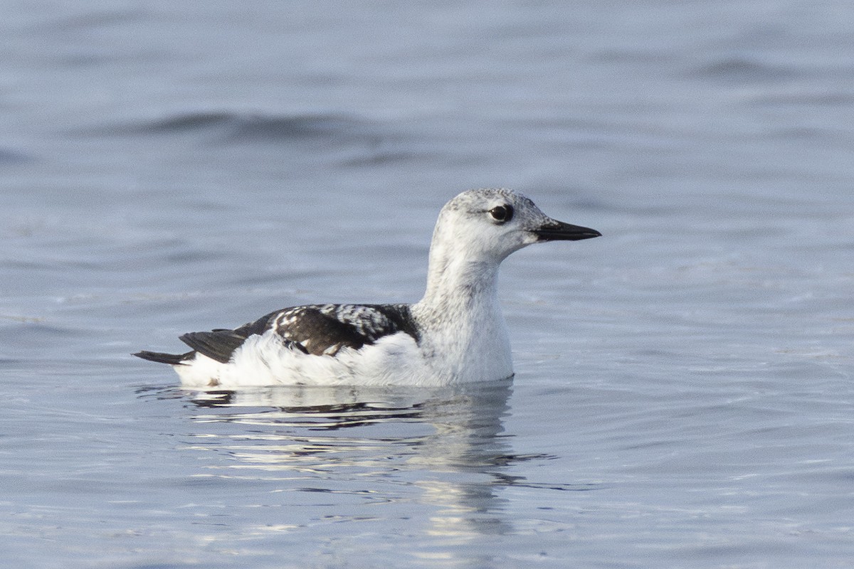 Black Guillemot (mandtii) - ML615434681