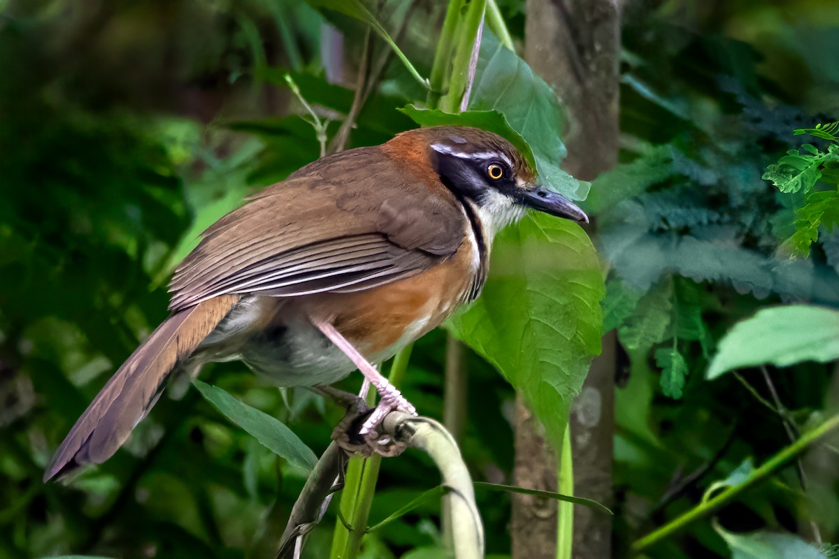 Lesser Necklaced Laughingthrush - ML615434688