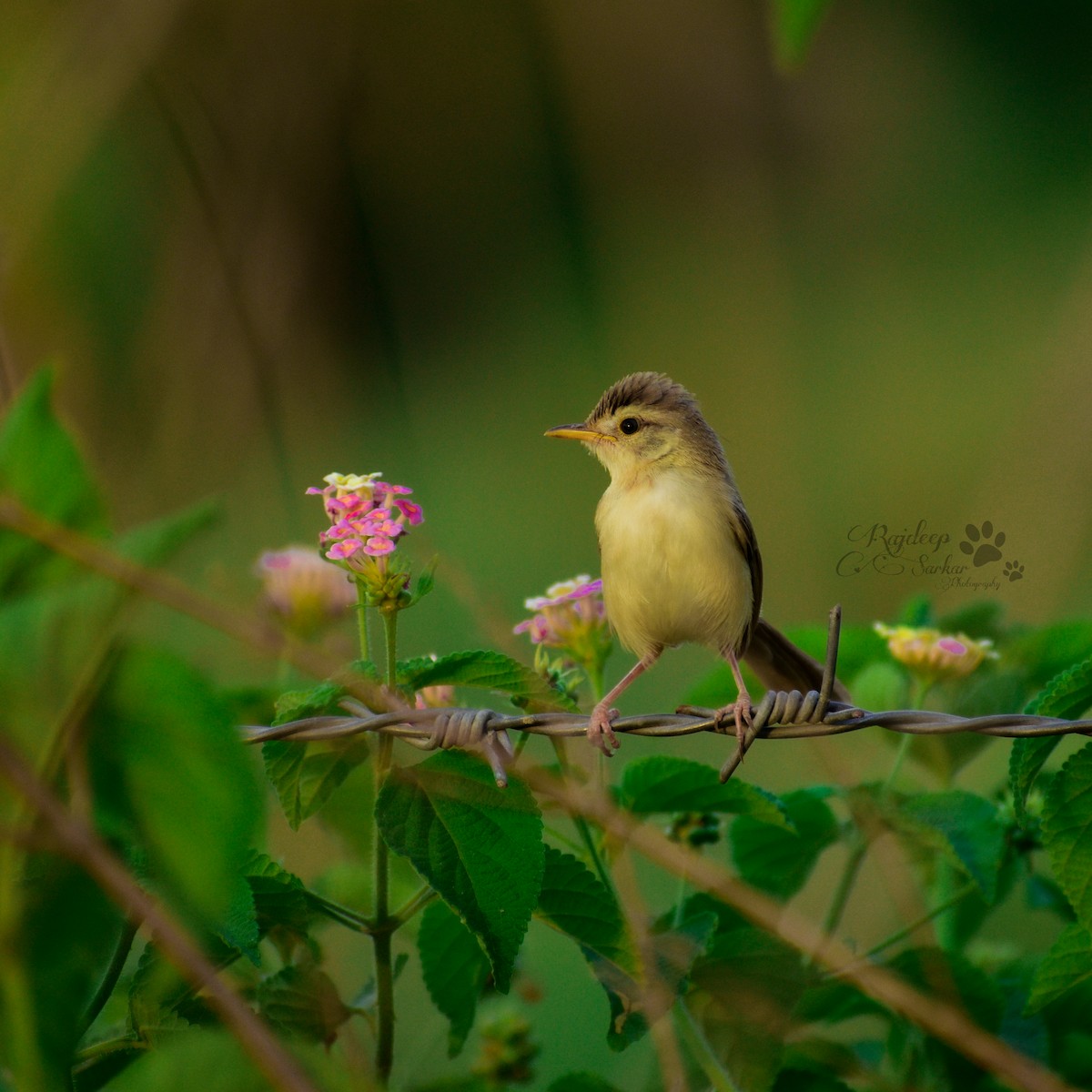 Delicate Prinia - ML615434715