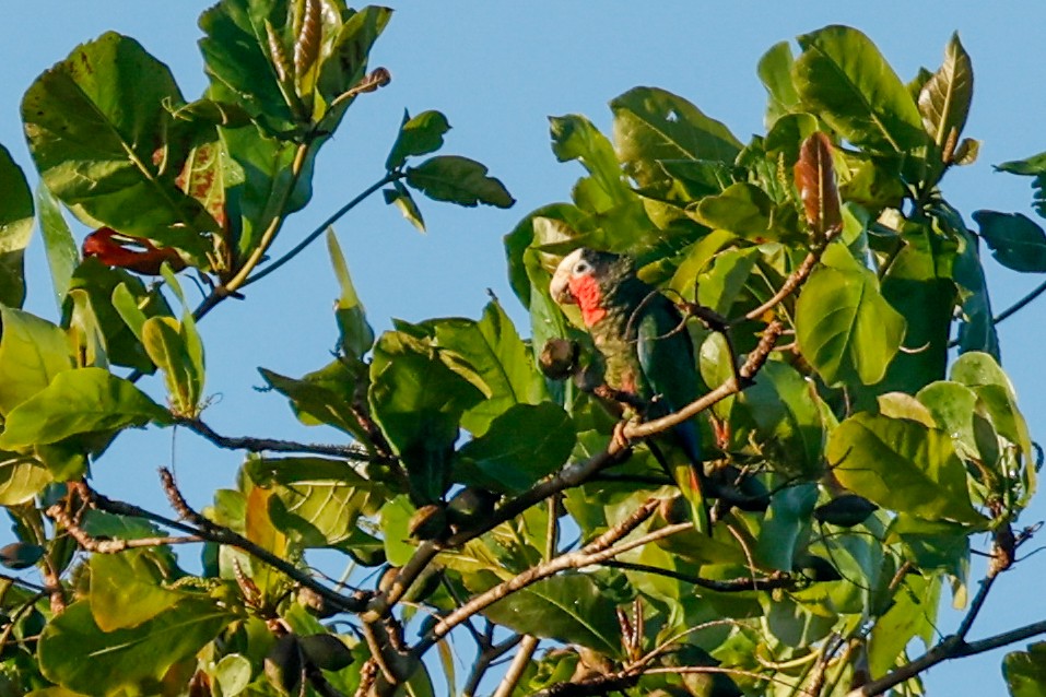 Кубинский амазон (leucocephala) - ML615434745