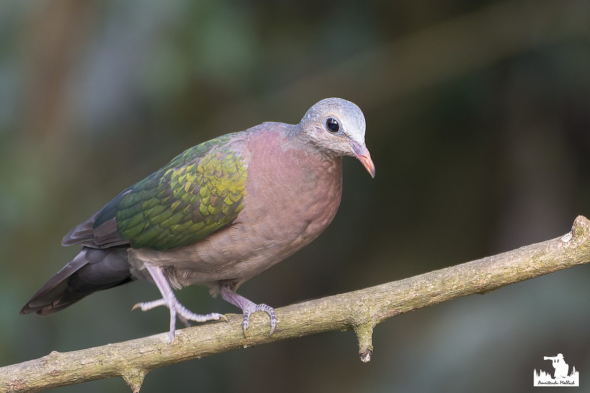 Asian Emerald Dove - ML615434763