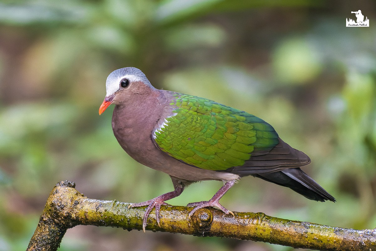 Asian Emerald Dove - ML615434764