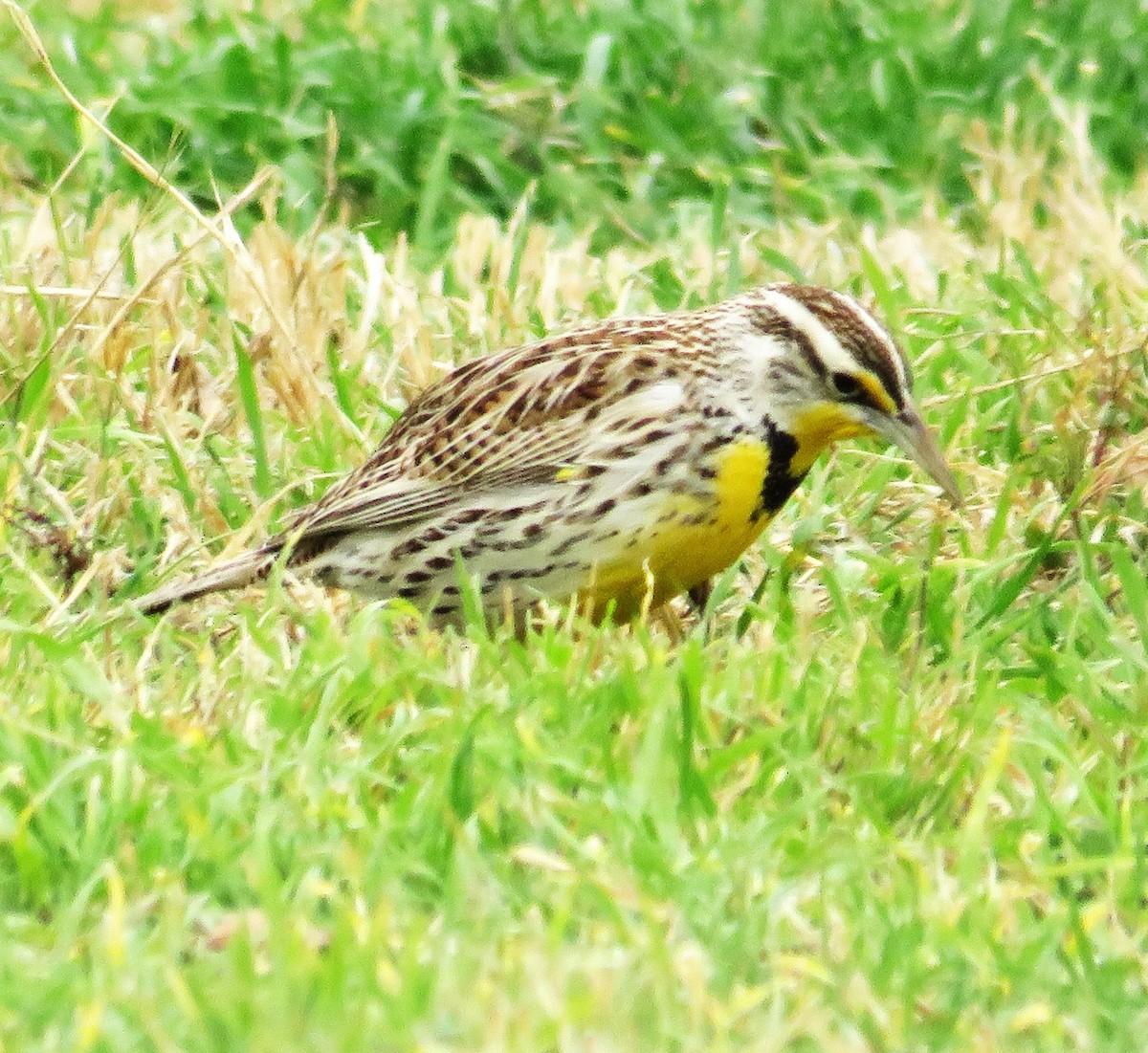 Western Meadowlark - ML615434781