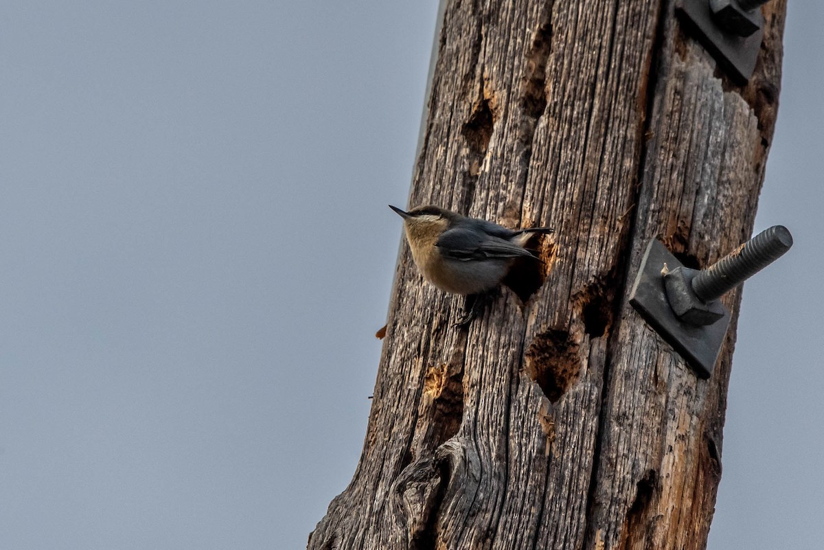 Pygmy Nuthatch - Alex Bodden