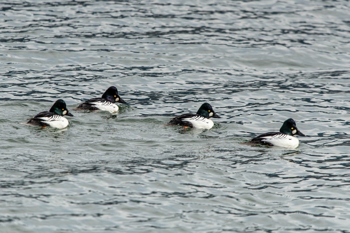 Common Goldeneye - Alex Bodden