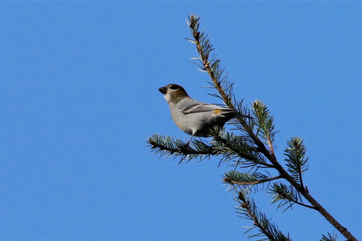 Pine Grosbeak - Tim Shelmerdine