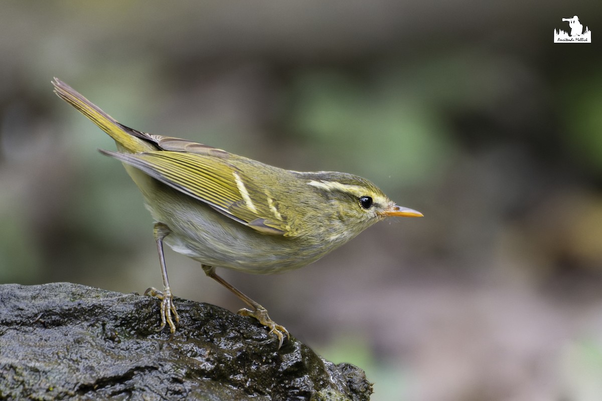 Blyth's Leaf Warbler - ML615434851