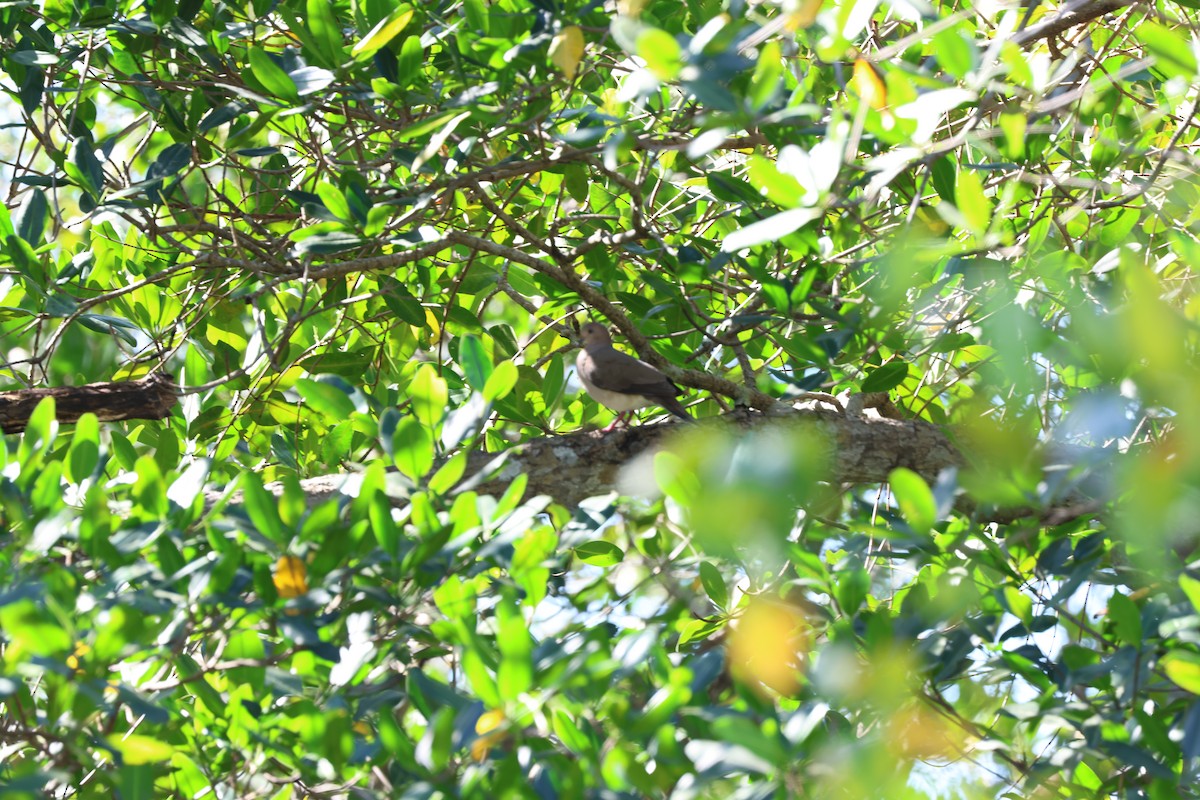 White-tipped Dove - ML615434883