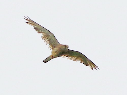 Eurasian Kestrel (Eurasian) - ML615434889