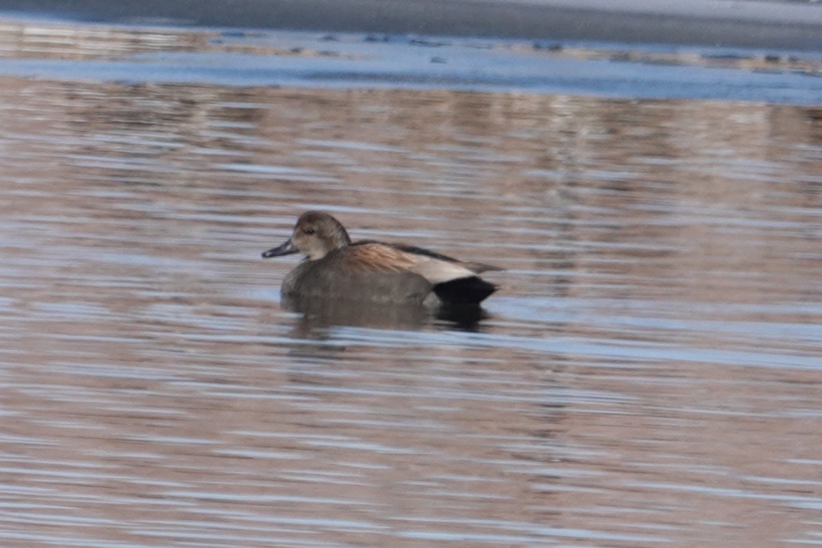 Gadwall - ML615434908