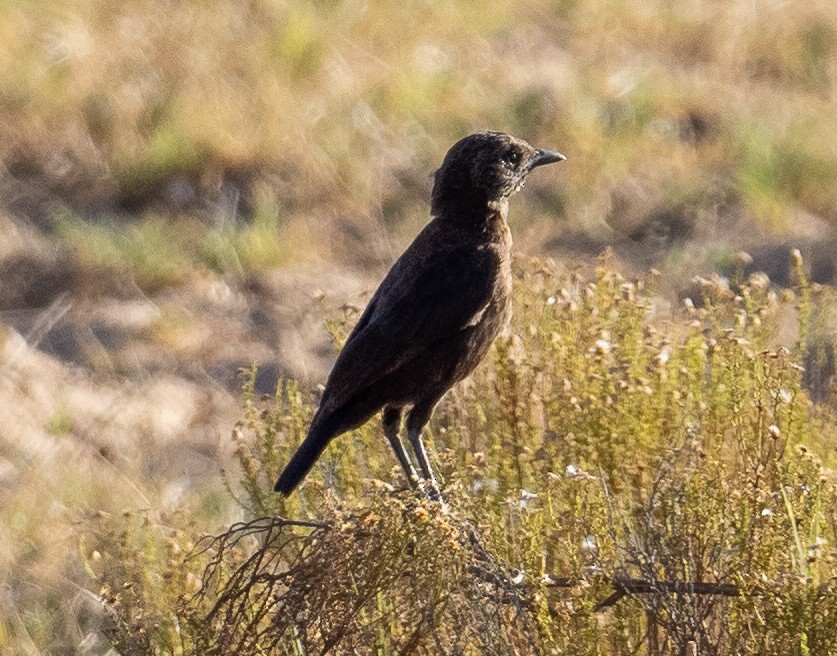 Southern Anteater-Chat - ML615434913