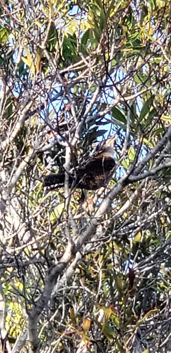 Zapata Wren - ML615434957