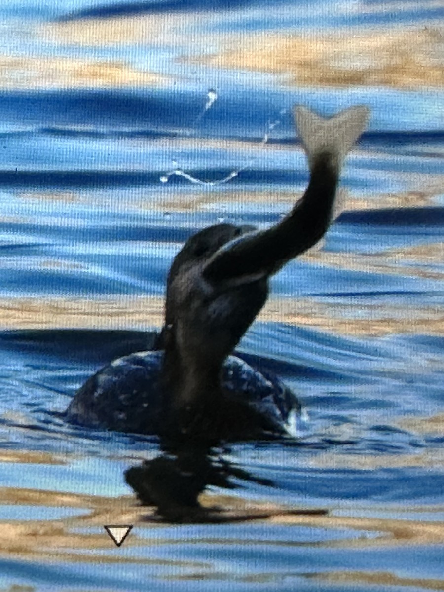 Pied-billed Grebe - ML615434979