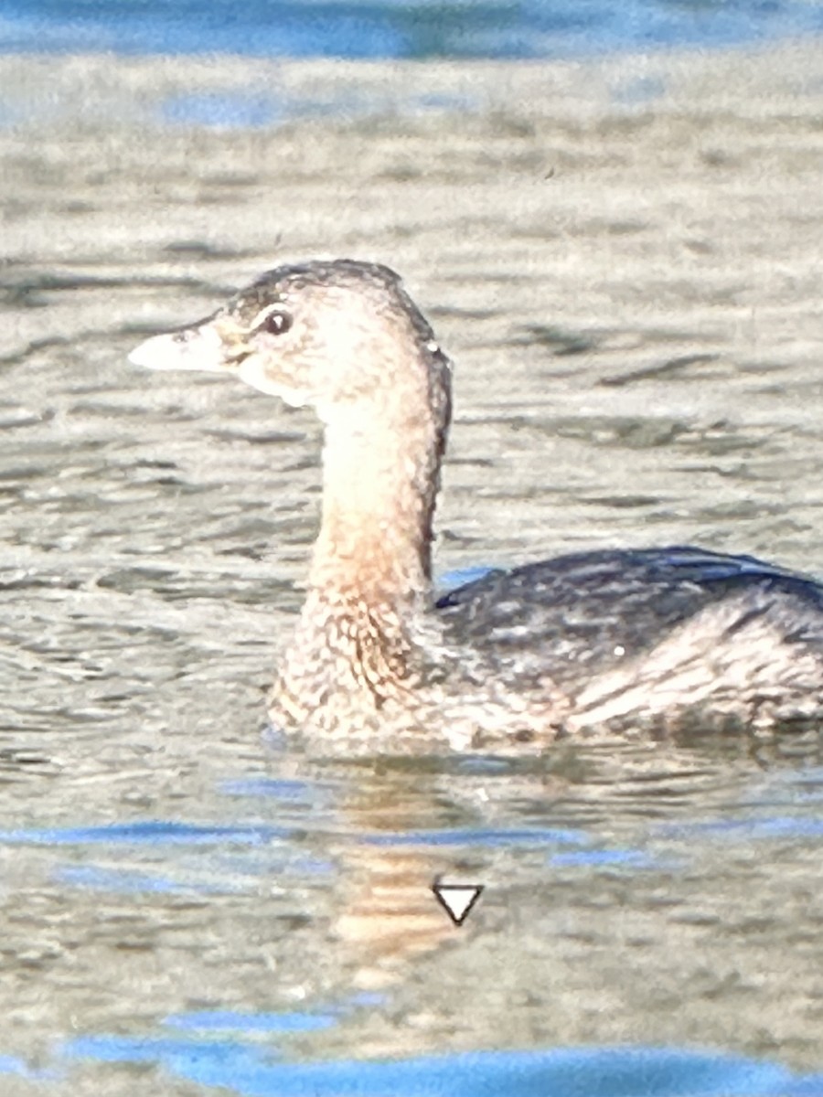 Pied-billed Grebe - ML615434980