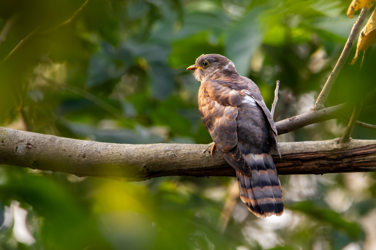 Common Hawk-Cuckoo - ML615435015