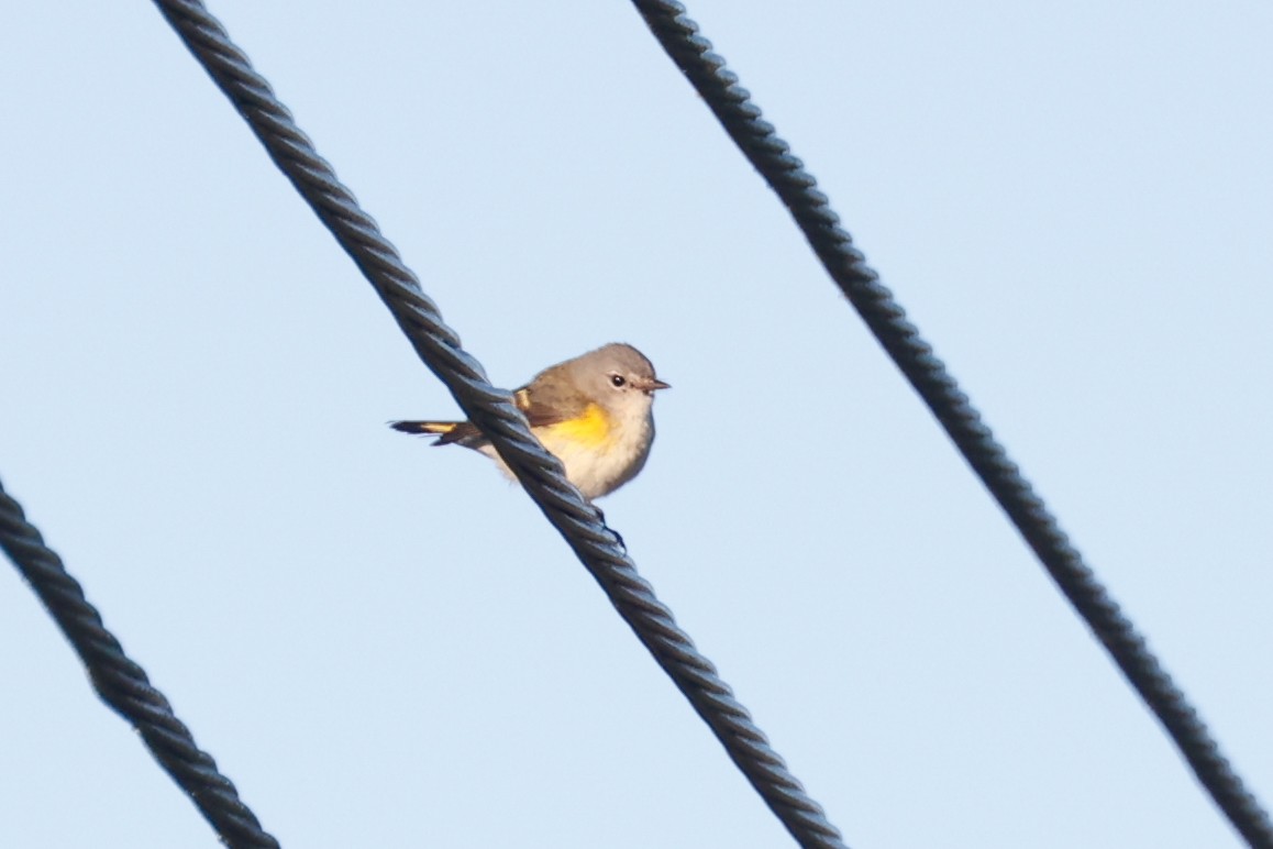 American Redstart - Tom Feild