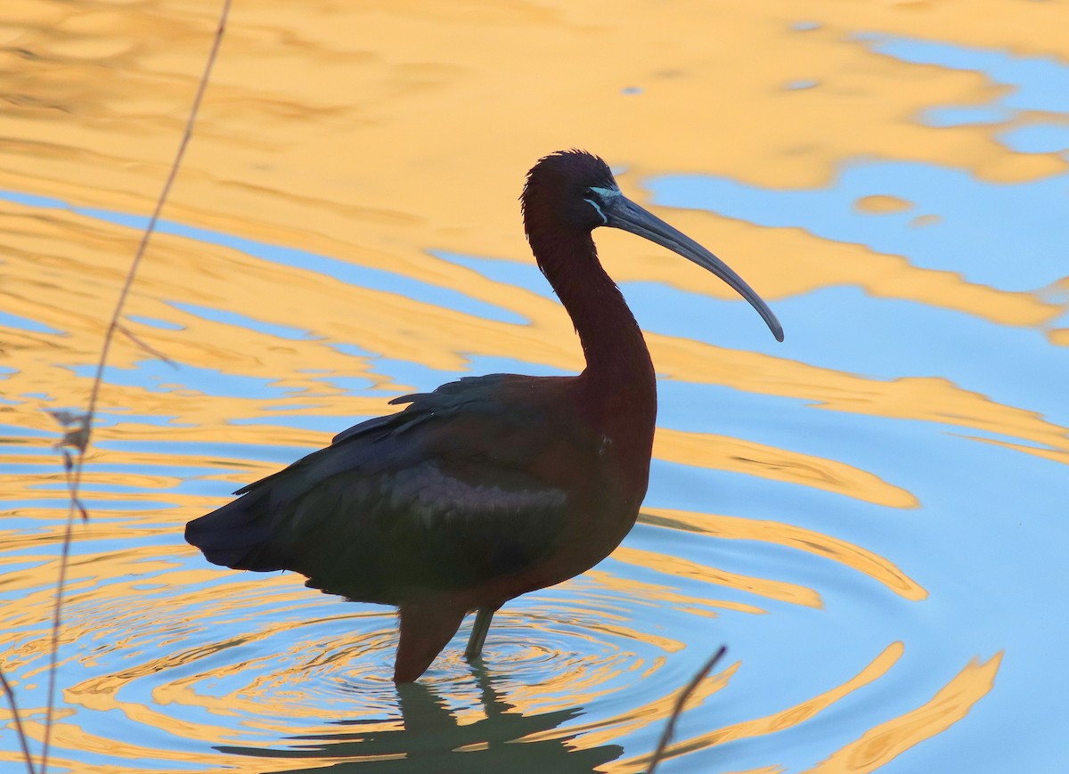 Glossy Ibis - ML615435113