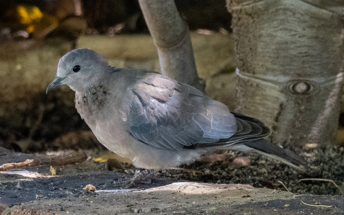 Laughing Dove - ML615435137