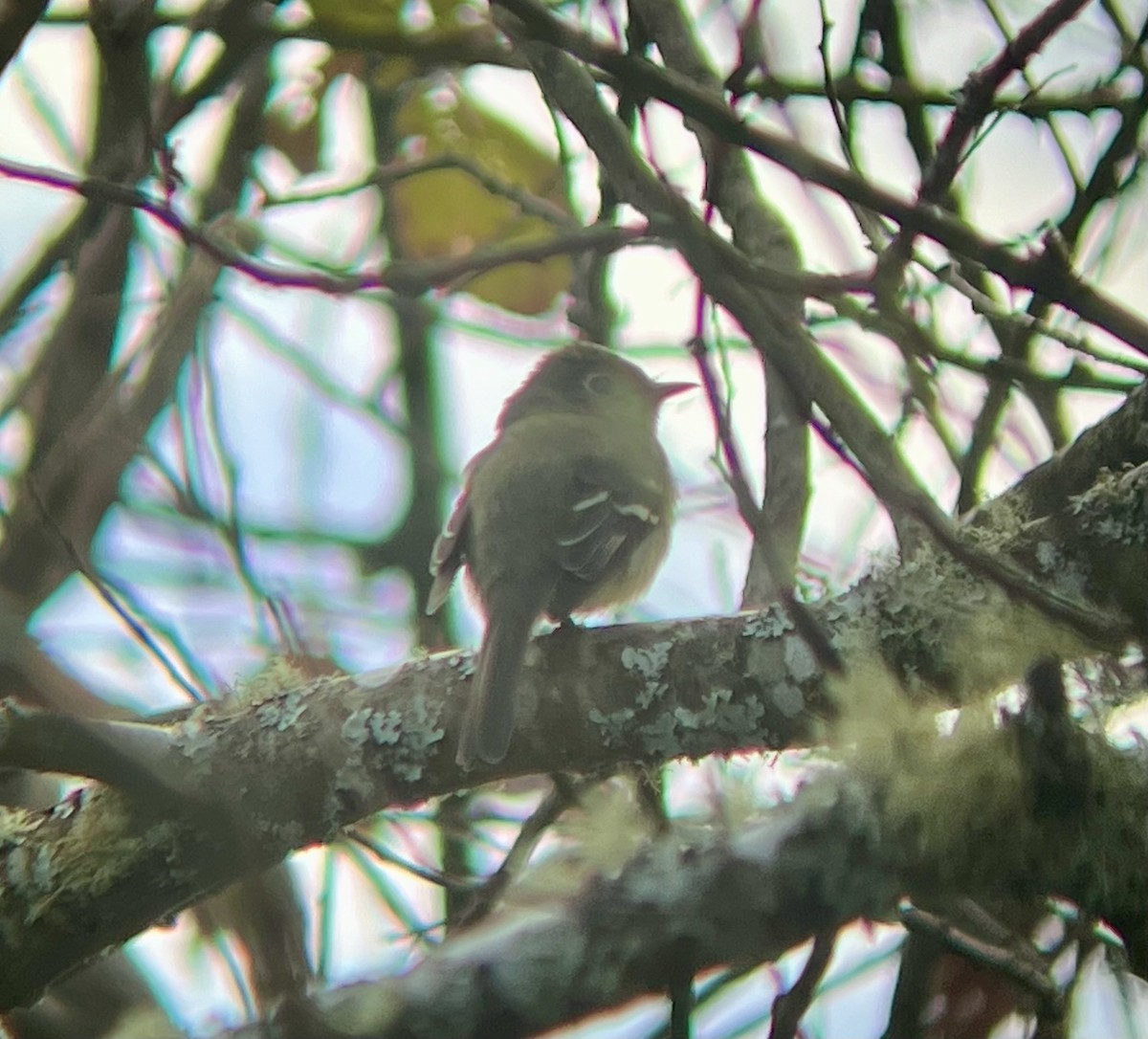 Yellow-bellied Flycatcher - ML615435186