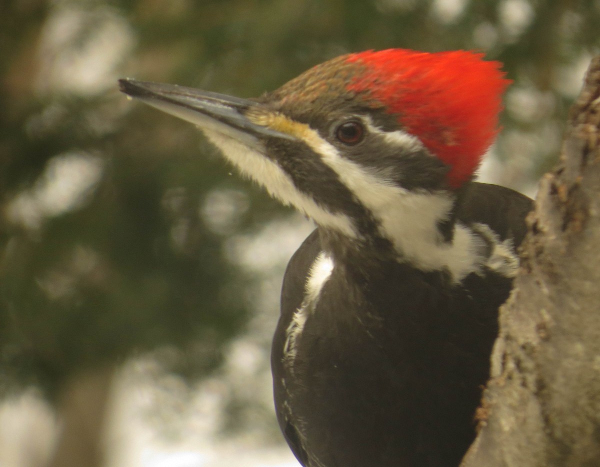 Pileated Woodpecker - ML615435222