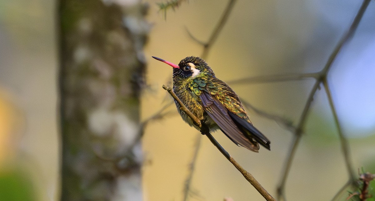 kolibřík bělouchý - ML615435243