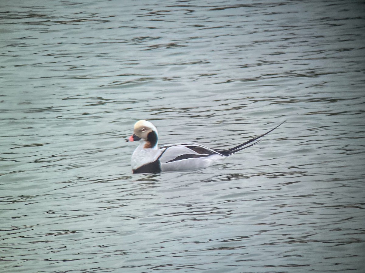 Long-tailed Duck - ML615435269