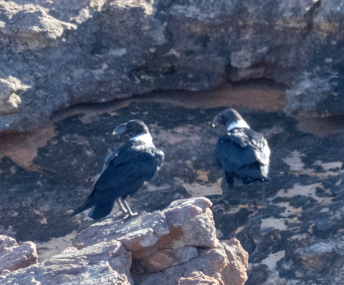 White-necked Raven - ML615435283