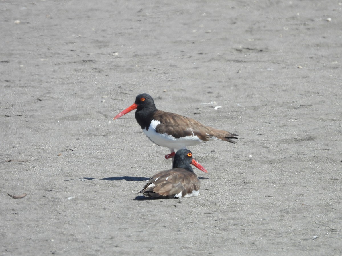 American Oystercatcher - ML615435317