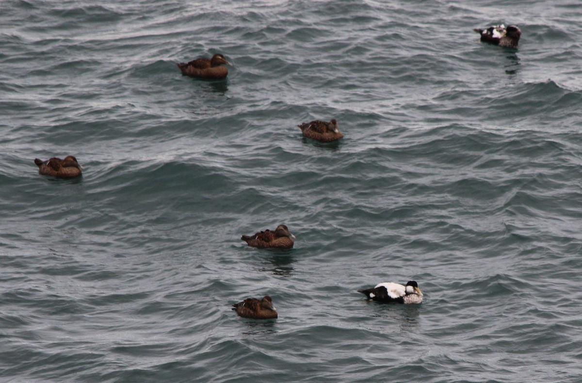 Common Eider - ML615435359