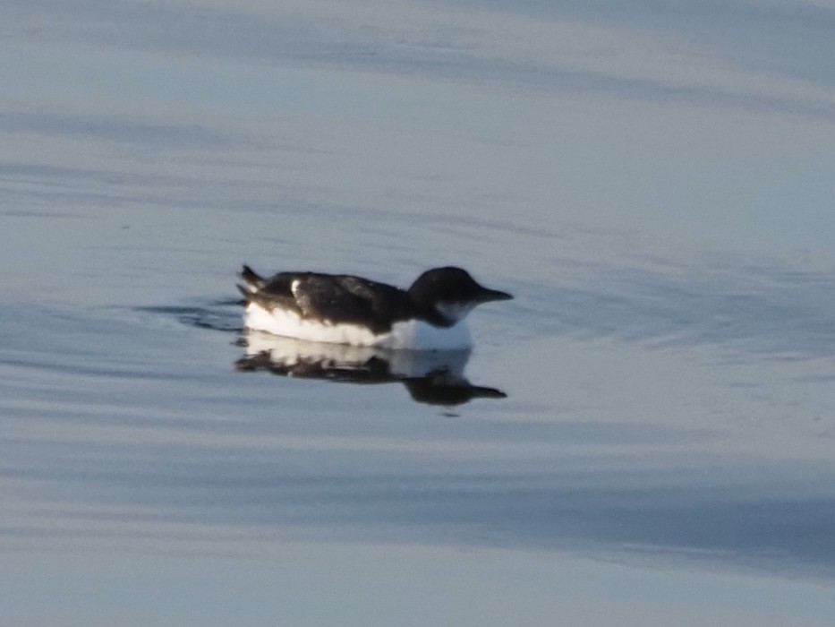 Thick-billed Murre - ML615435367