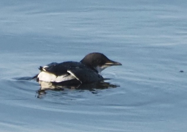Thick-billed Murre - ML615435370