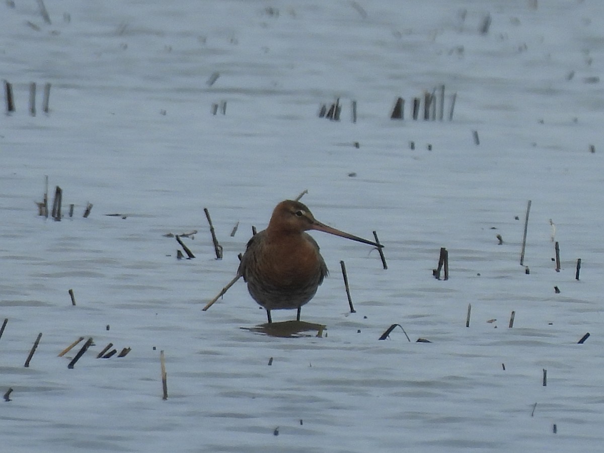 Black-tailed Godwit - ML615435425