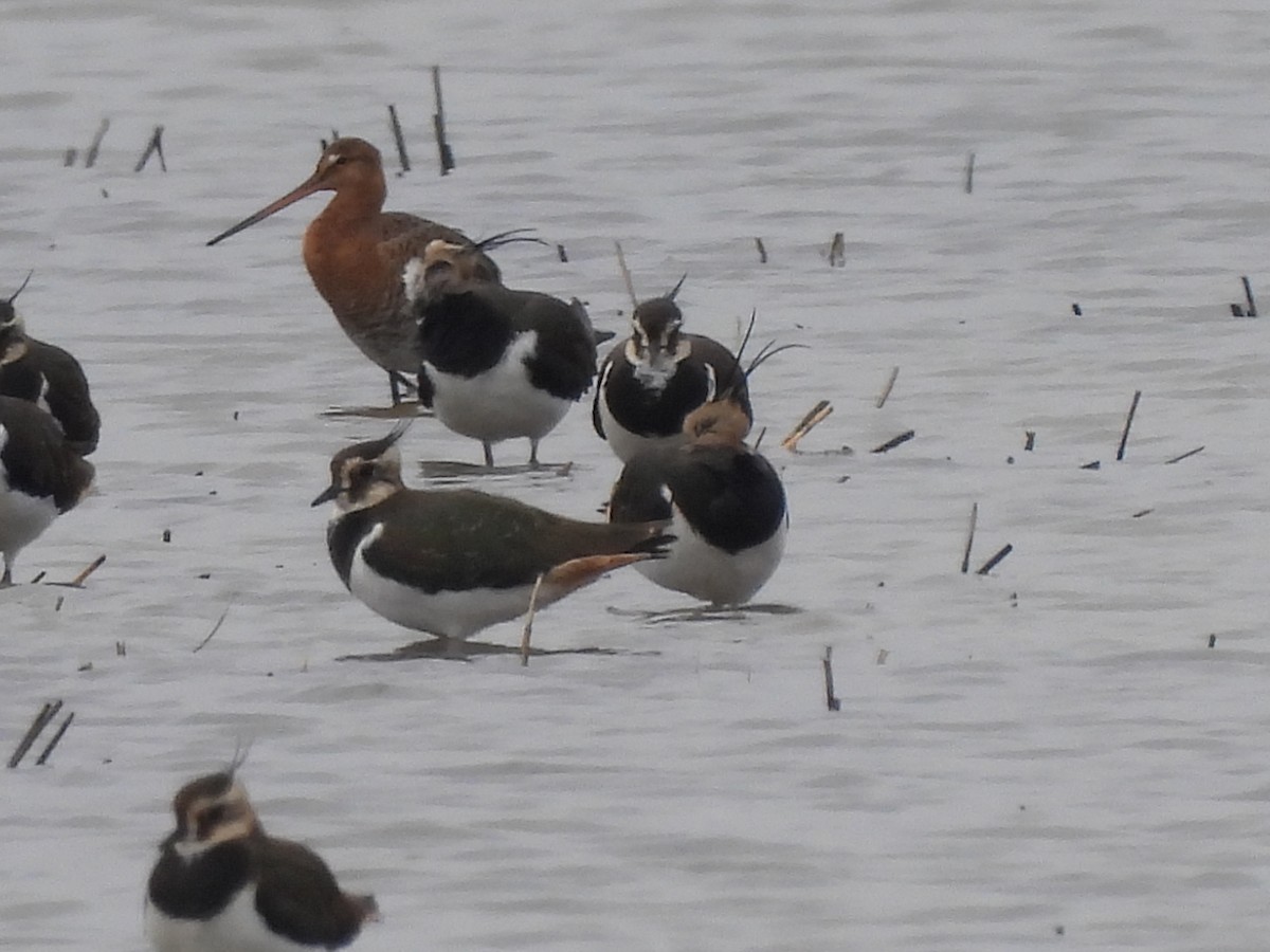 Black-tailed Godwit - ML615435426