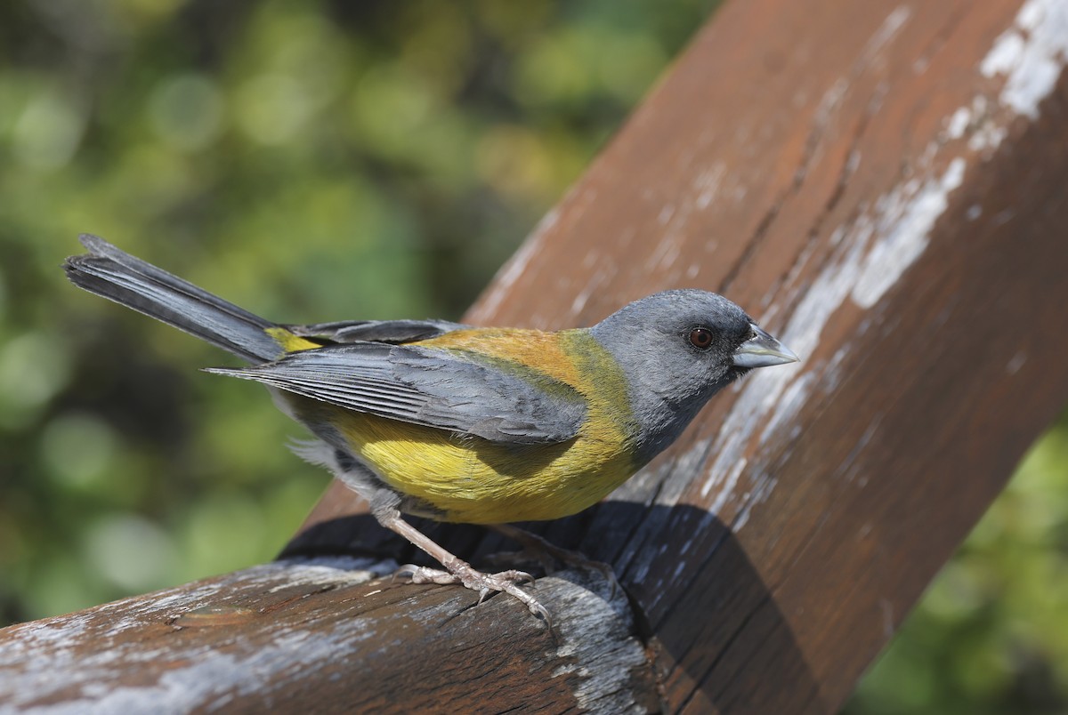 Patagonian Sierra Finch - ML615435437