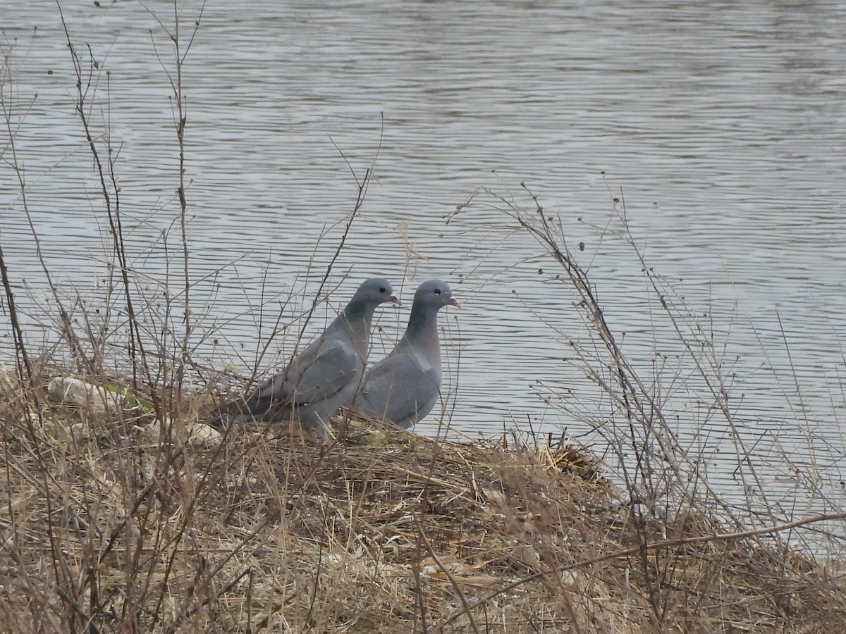 Stock Dove - ML615435451