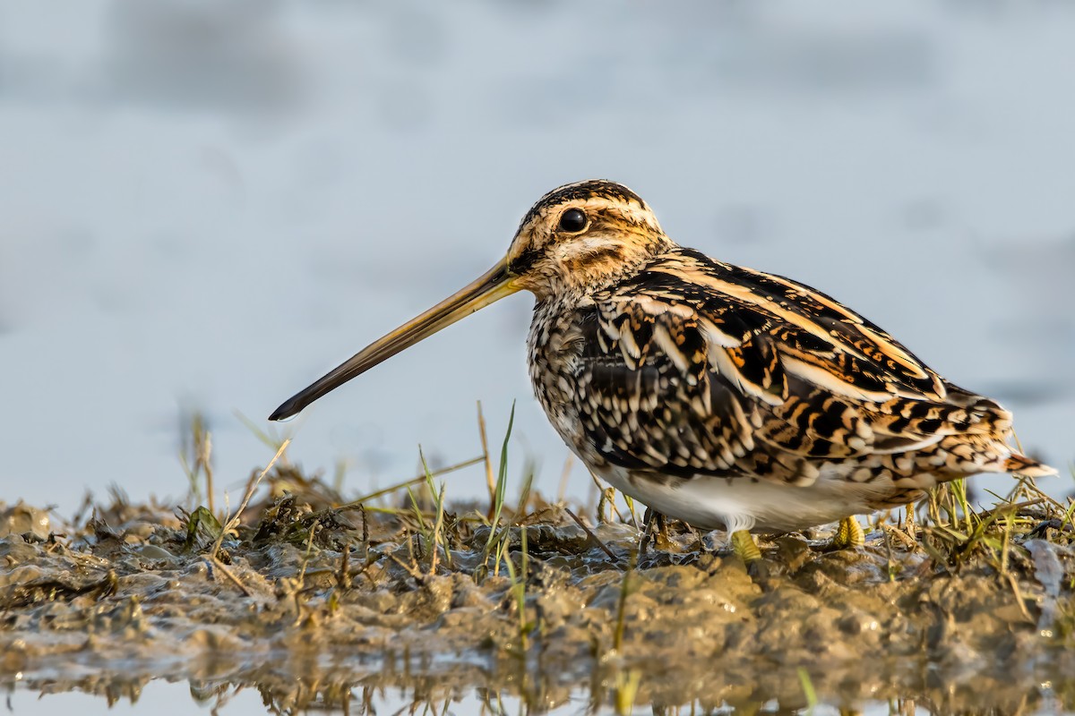 Common Snipe - ML615435472